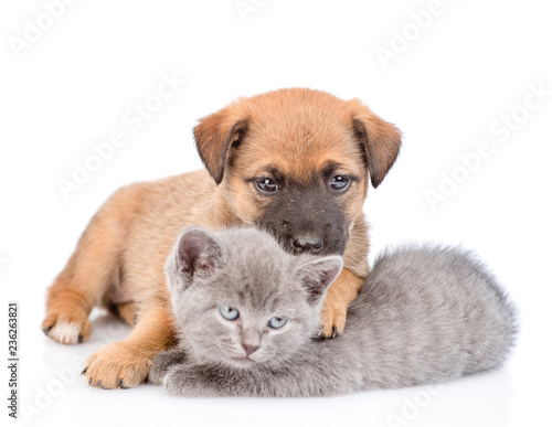Fototapeta Naklejka Na Ścianę i Meble -  Mongrel puppy hugging kitten and looking at camera. Isolated on white background