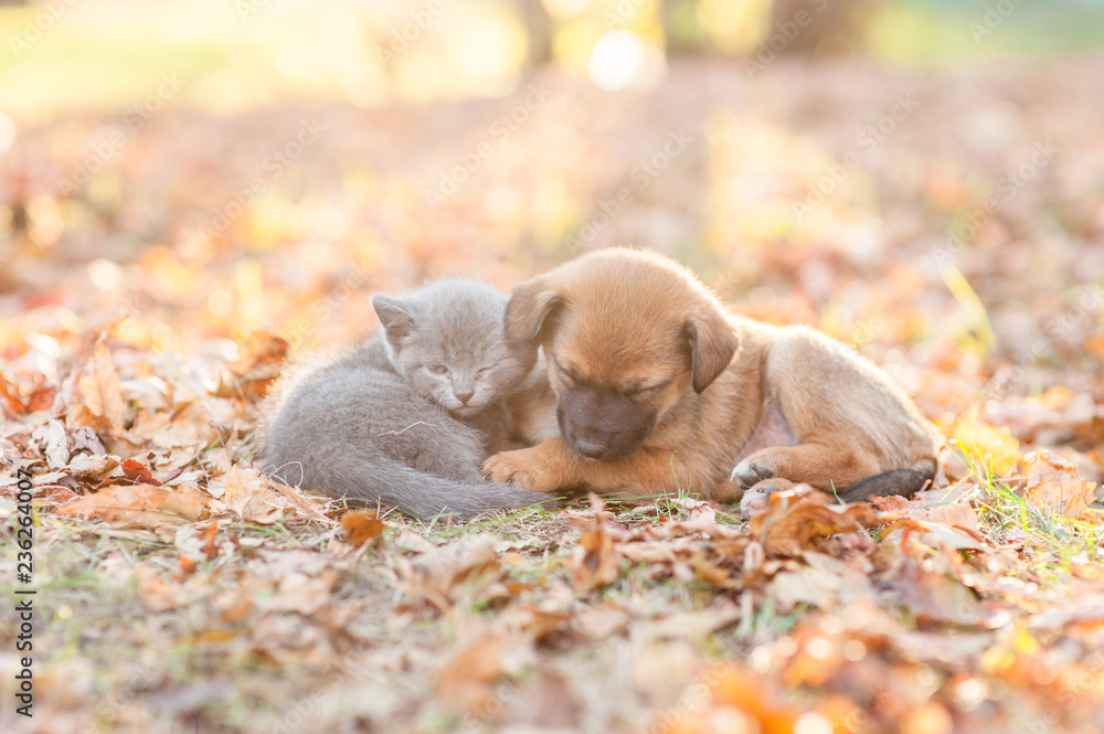 Tiny kitten and mongrel puppy sleep together on autumn leaves at sunset - obrazy, fototapety, plakaty 