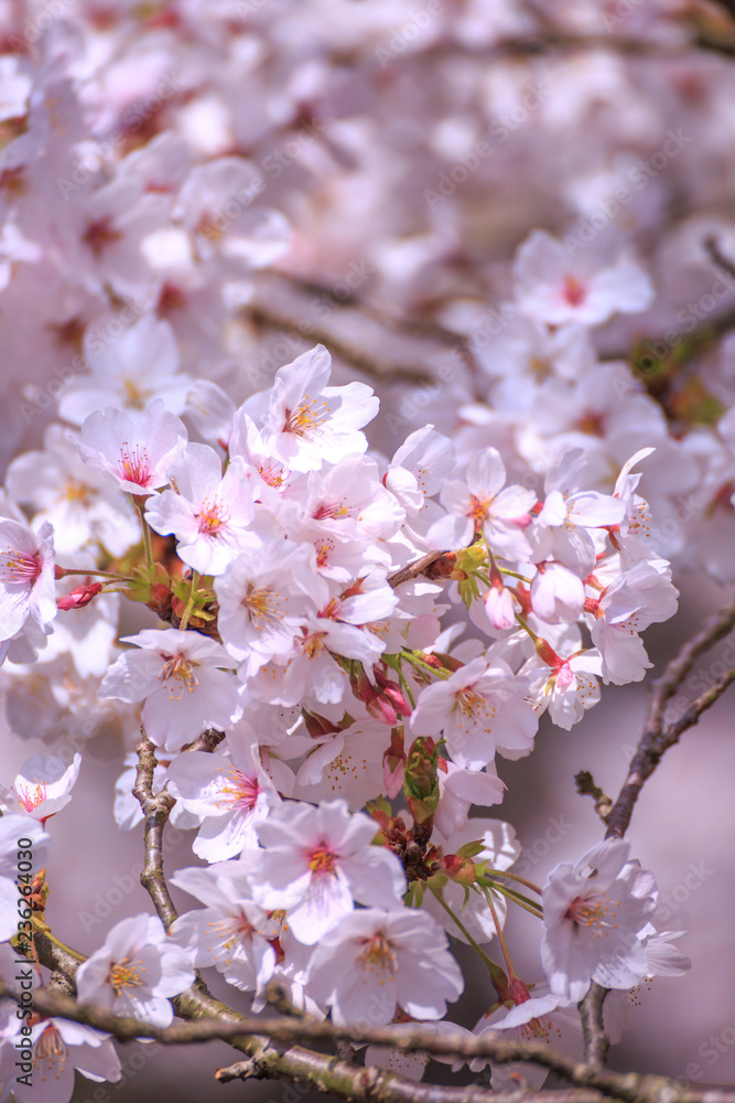 桜の花　春のイメージ