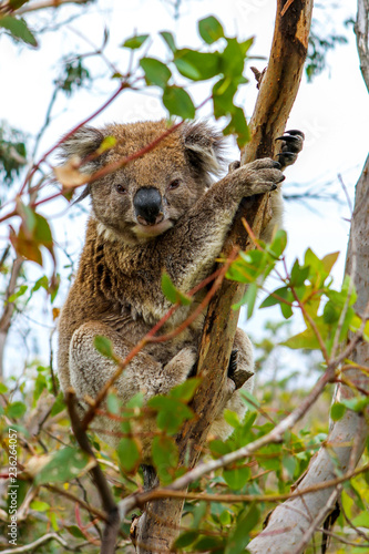 coala in tree