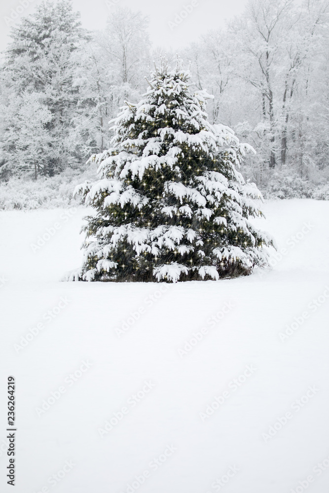 Snow covered decorated evergreen tree Snow covered decorated evergreen tree