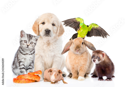 Fototapeta Naklejka Na Ścianę i Meble -  Group of pets together in front view. Isolated on white background
