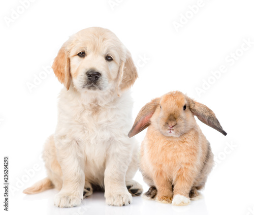 Fototapeta Naklejka Na Ścianę i Meble -  Golden retriever puppy and rabbit sitting together. Isolated on white background