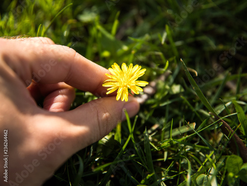 a hand taking a yellow flower