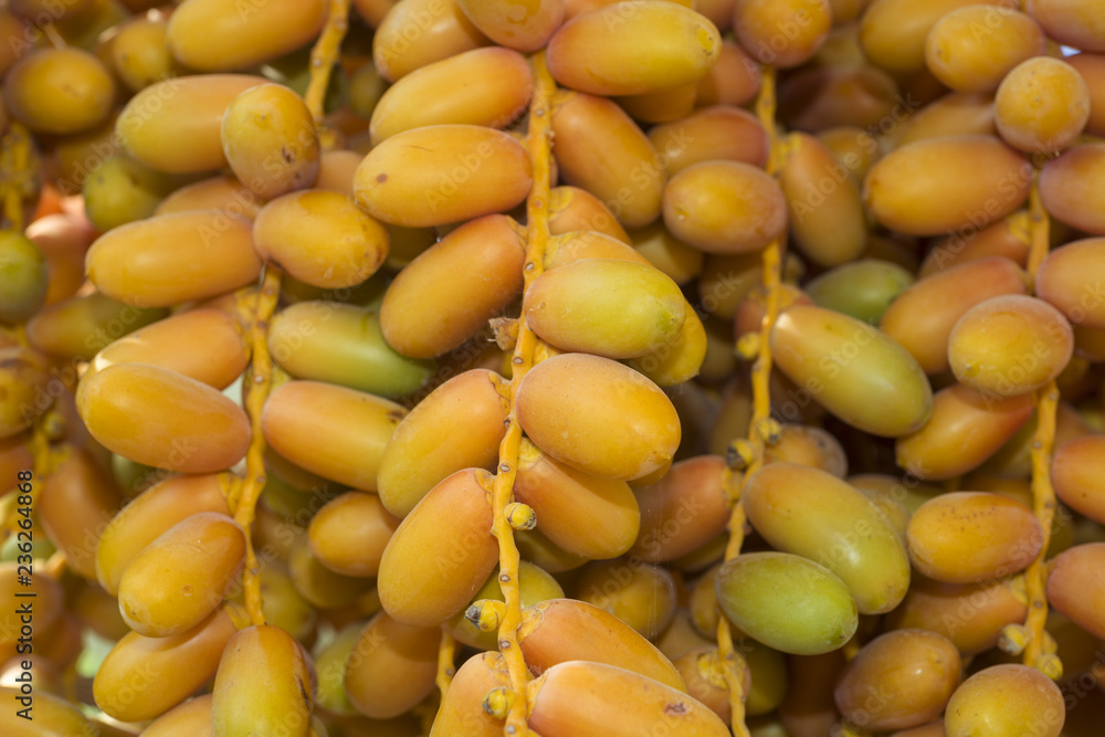 Closeup, Ripe yellow fruits dates on date palm. Background yellow fruits dates Closeup, Ripe yellow fruits dates on date palm. Background yellow fruits dates