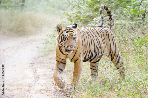 Bengal tiger  Panthera tigris tigris  walking in forest  Ranthambhore National Park  Rajasthan  India.