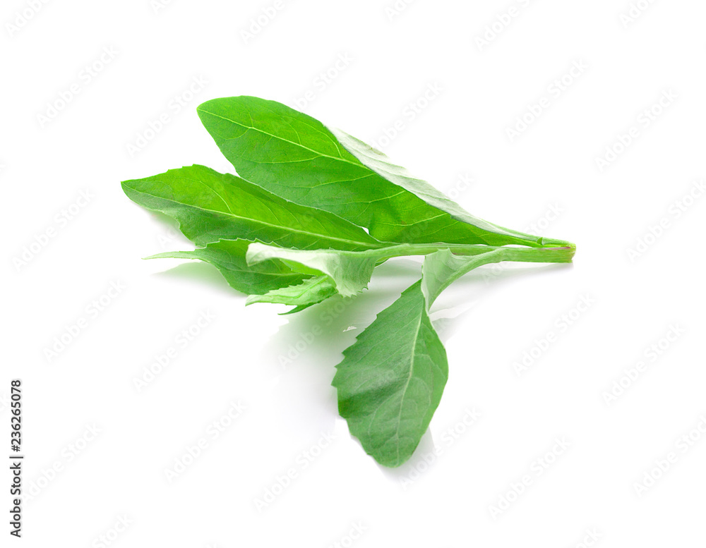 Fresh green leaf on white background. Fresh green leaf on white background.