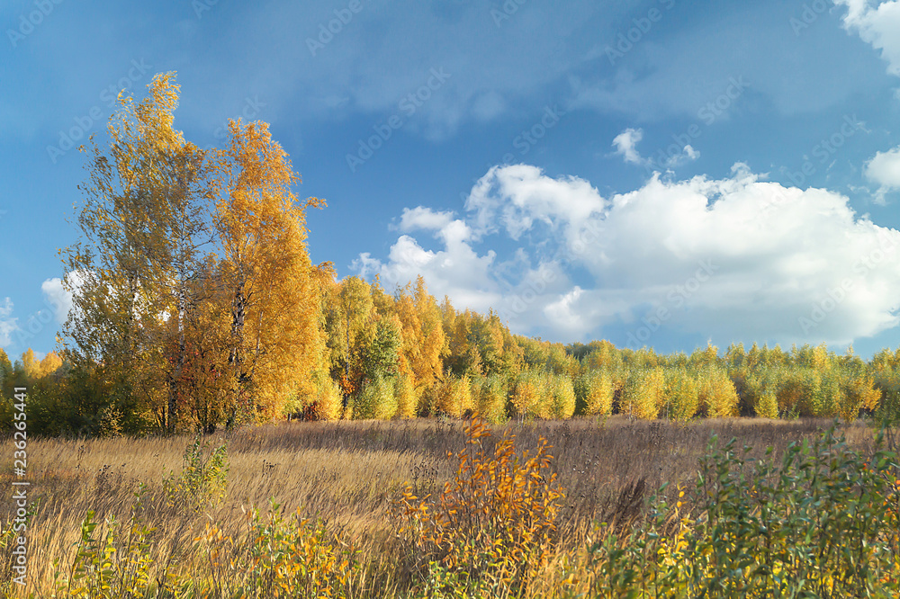 Autumn landscape with floor and wood