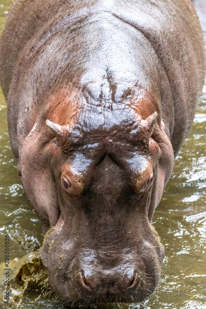 Fototapeta premium カバのポートレート
