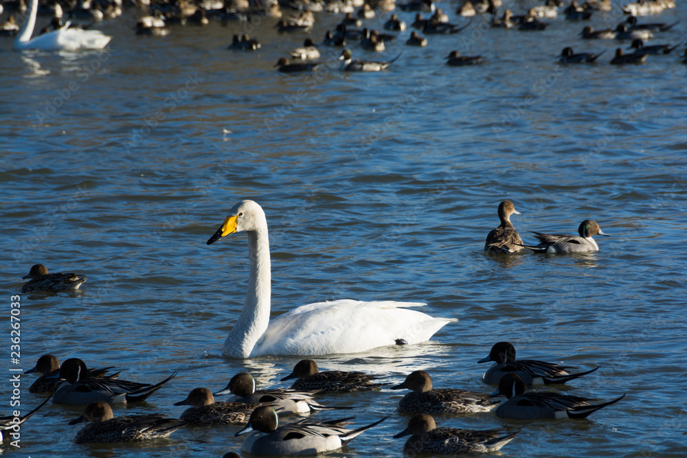 川面に浮かぶハクチョウ