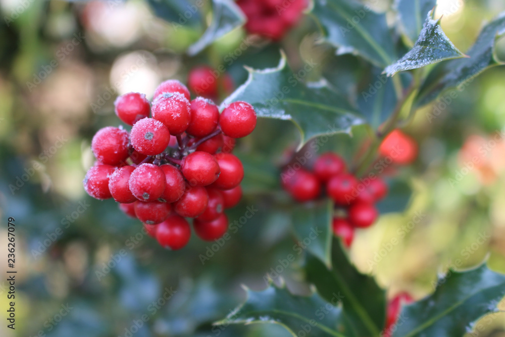 Symbol of Christmas in Europe. Closeup of holly beautiful red berries and sharp leaves on a tree in autumn weather. Symbol of Christmas in Europe. Closeup of holly beautiful red berries and sharp leaves on a tree in autumn weather.