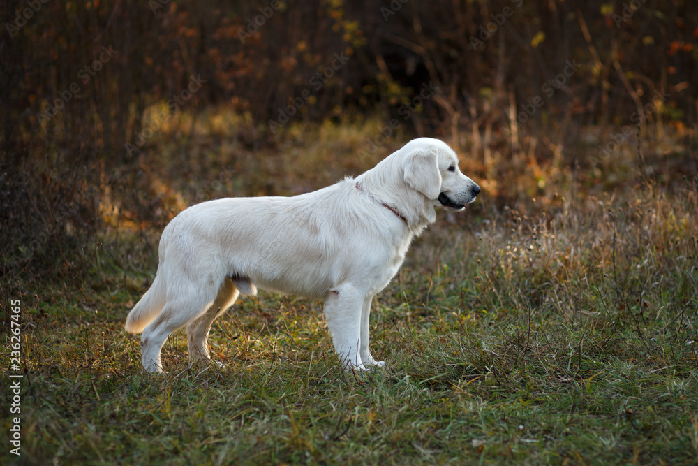 Golden retriever Golden retriever