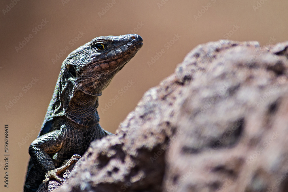 Obraz premium lizard on a rock