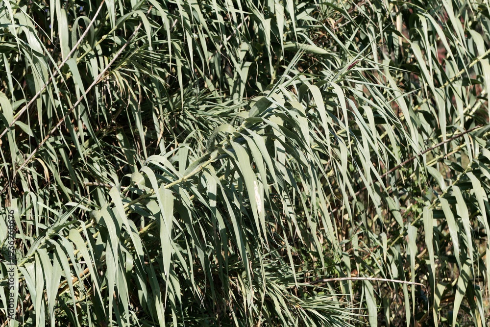 Obraz premium Giant miscanthus (Miscanthus x giganteus)