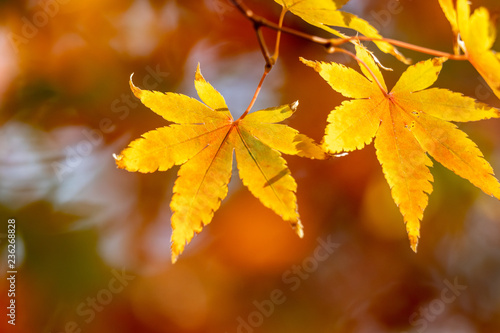 紅葉、秋イメージ