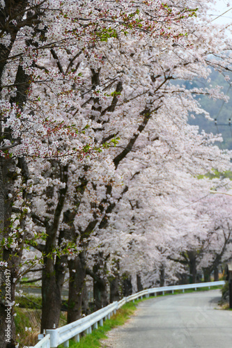 日本の春、満開の桜。長瀞、井戸の桜並木。埼玉 日本。４月初旬。