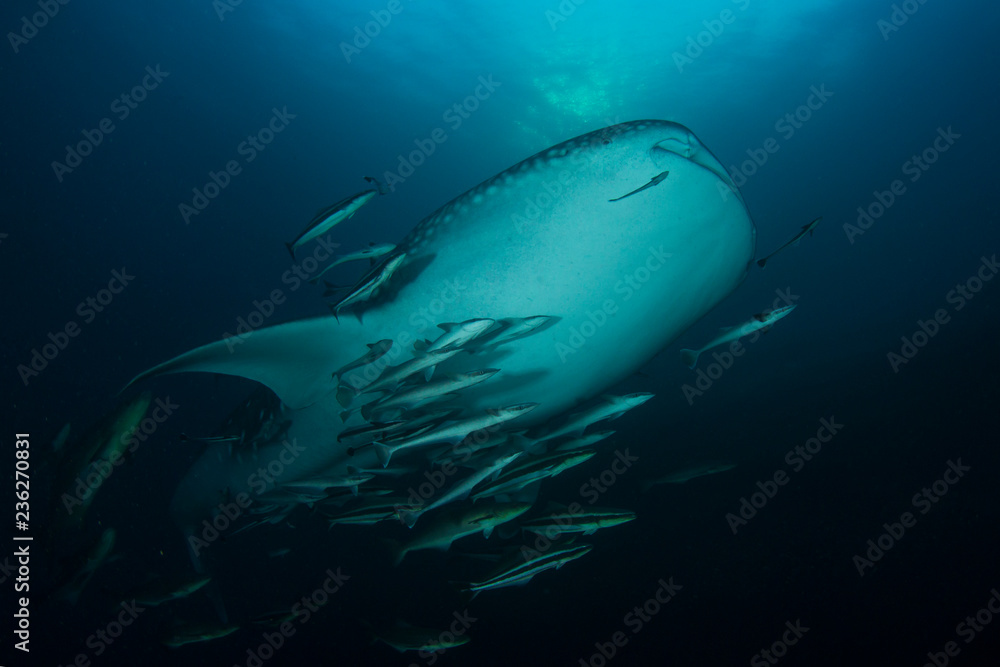 Fototapeta premium Whale Shark 