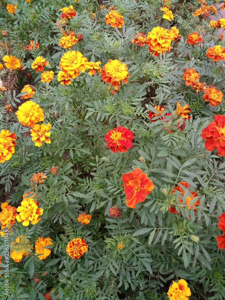 Naklejka premium flowers