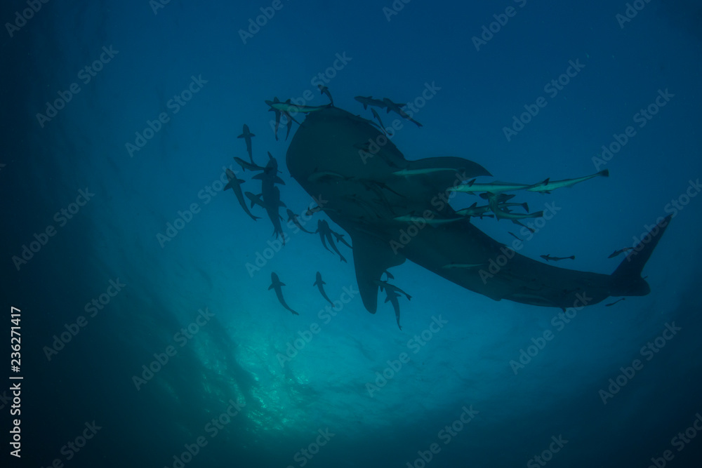 Obraz premium Whale Shark 