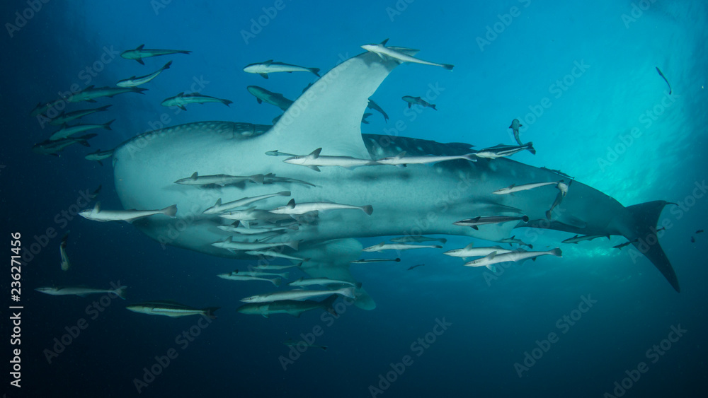 Fototapeta premium Whale Shark 