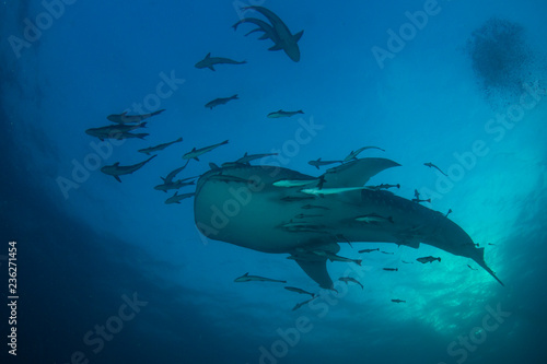 Whale Shark 