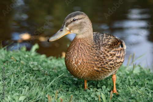 Close-up of a wild, female Mallard Duck standing on the grass on background of lake.