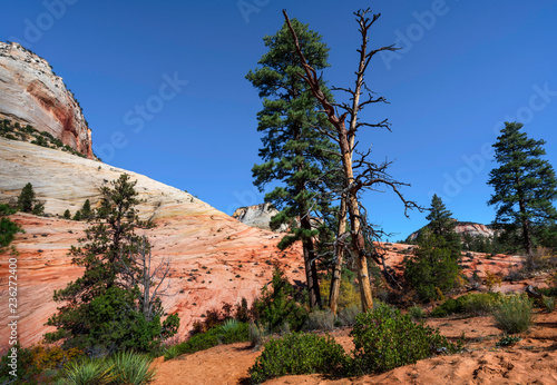 Zion National Park