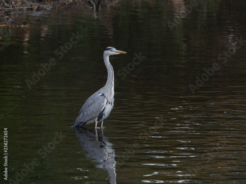 Grey heron portrait wading in river © Barry