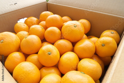 産地直送箱入りみかん - Fresh mandarin oranges from farm in the box