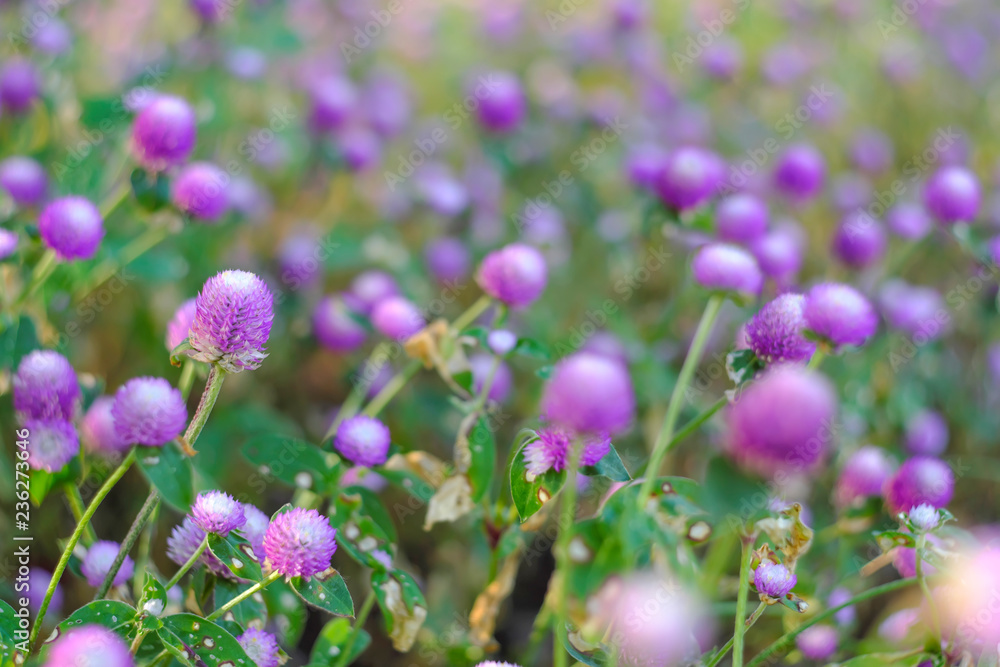 Fototapeta premium Purple flowers behind the scene to soften the beautiful.
