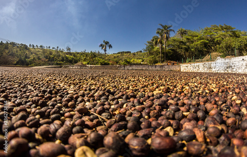 Fotografía Secagem Café