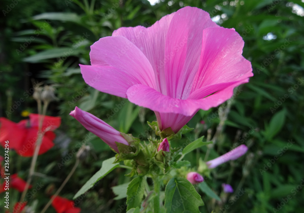 Fototapeta premium jardinage