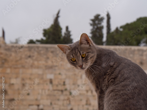 Принти на полотні Le chat du Mur des lamentations