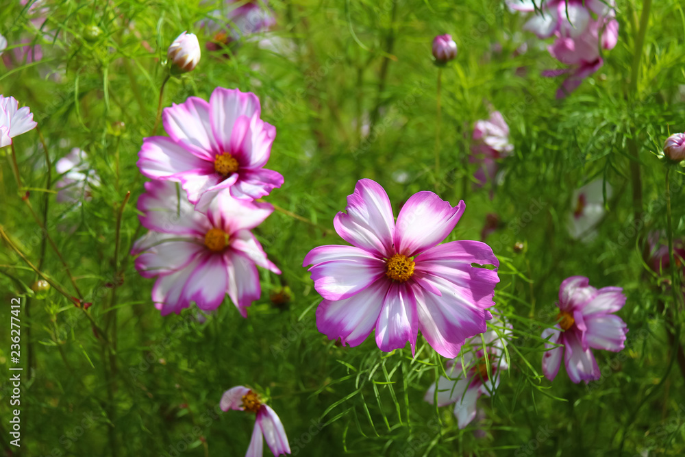 Cosmos Cosmos