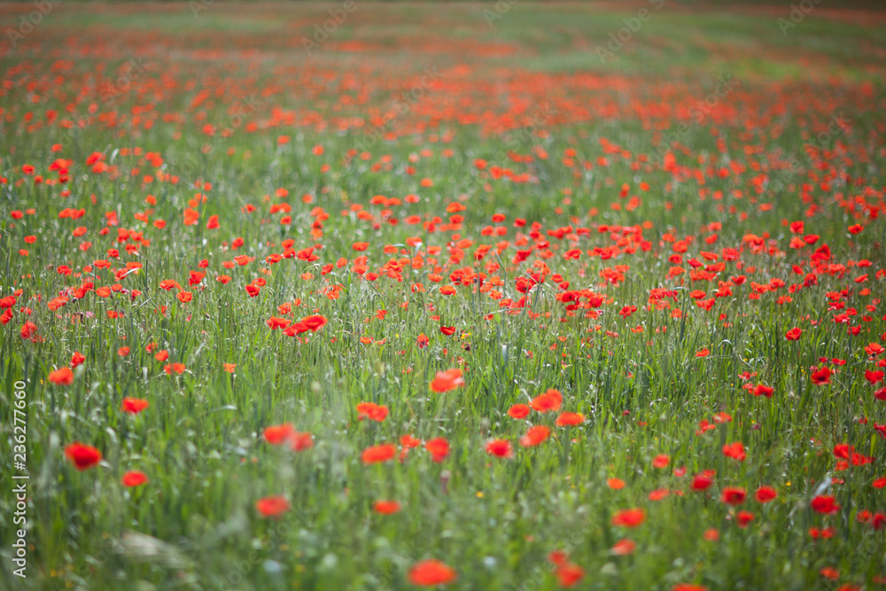 Poppy field close-up