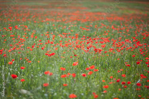 Poppy field close-up