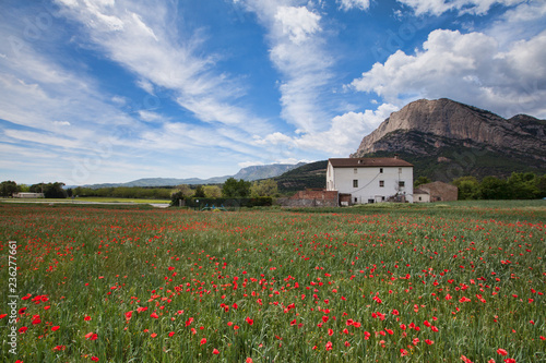 Poppy field with a house on the background in the Spanish Pyrenees in spring