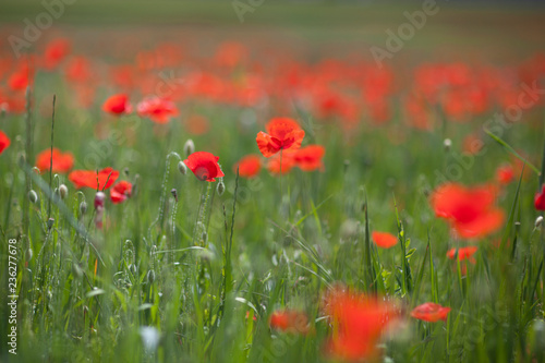 Poppy field close-up © vladislavmavrin