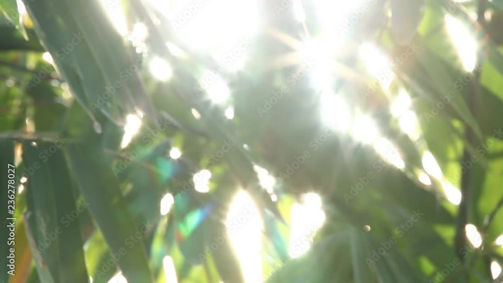 Bamboo leaves with sunlight in Chiangmai Thailand
Bamboo leaves with sunlight in Chiangmai Thailand