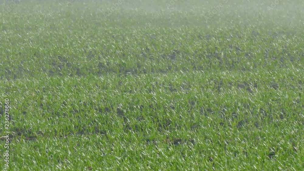 Watering System - Irrigation of the Field, 4K Video Clip Watering System - Irrigation of the Field, 4K Video Clip