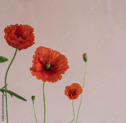 Fototapeta Naklejka Na Ścianę i Meble -  Beautiful red poppies with its buds and leaves on pink background