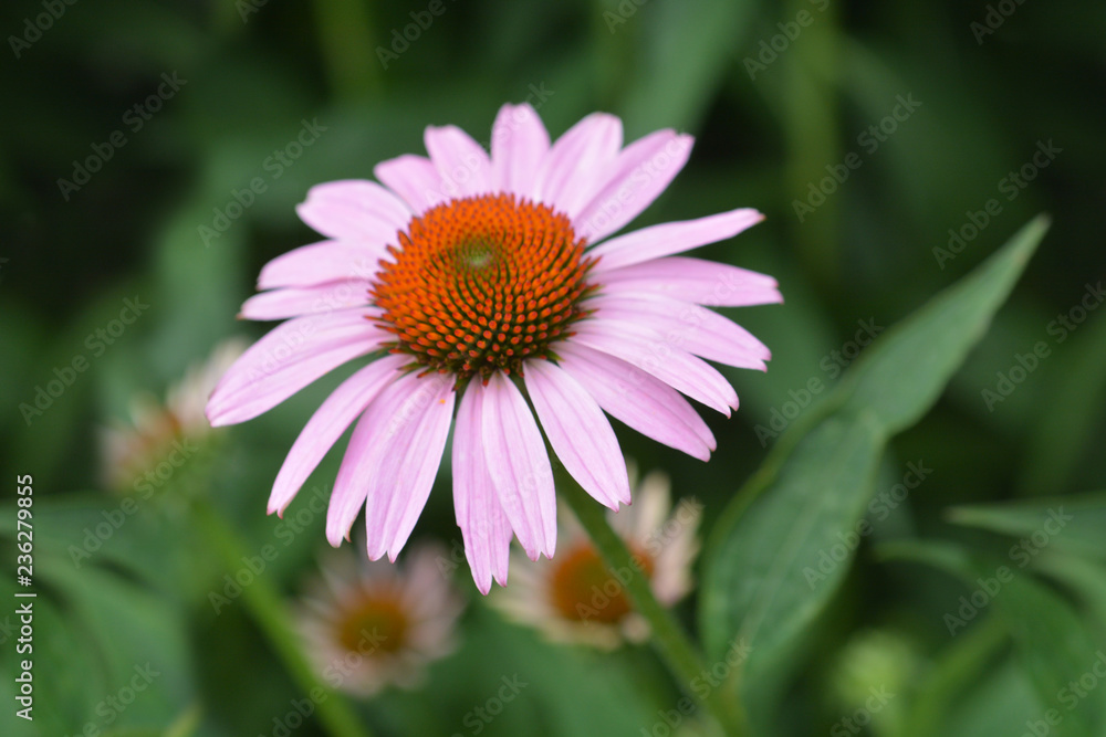 Pink coneflower Rubinstern Pink coneflower Rubinstern
