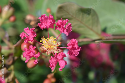 Wallpaper Mural Crepe myrtle With Love Kiss Torontodigital.ca