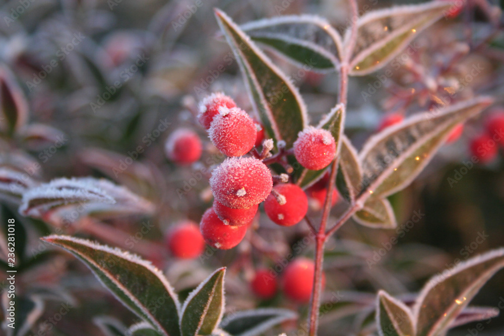 Frost on Heavenly bamboo with ripe red berries. Nandina domestica bush in winter. Christmas or winter background with selective focus Frost on Heavenly bamboo with ripe red berries. Nandina domestica bush in winter. Christmas or winter background with selective focus