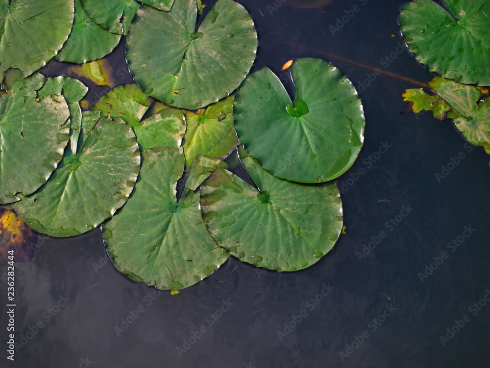 water lily leaves on the lake surface water lily leaves on the lake surface