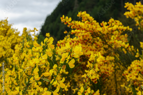 Yellow Nature In Patagonia © Pedro Suarez