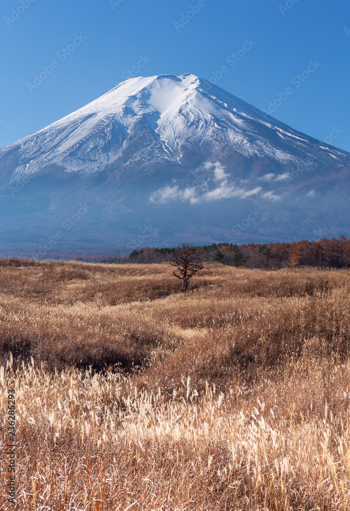 梨ケ原から富士山と輝くススキ
