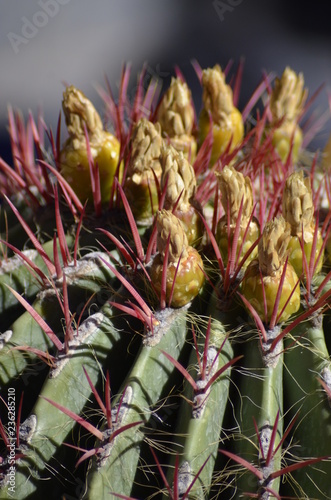 CACTUS GROS PLAN EPINES JARDIN MAJORELLE MARRAKECH photo