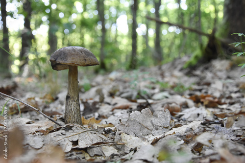 Single mushroom in the forest. Mushroom growth between fallen leaves in deep forest