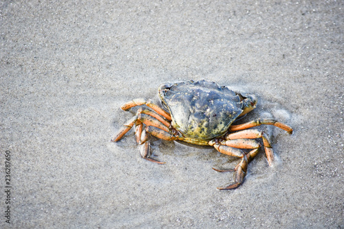 Krabbe am Strand. Nordsee